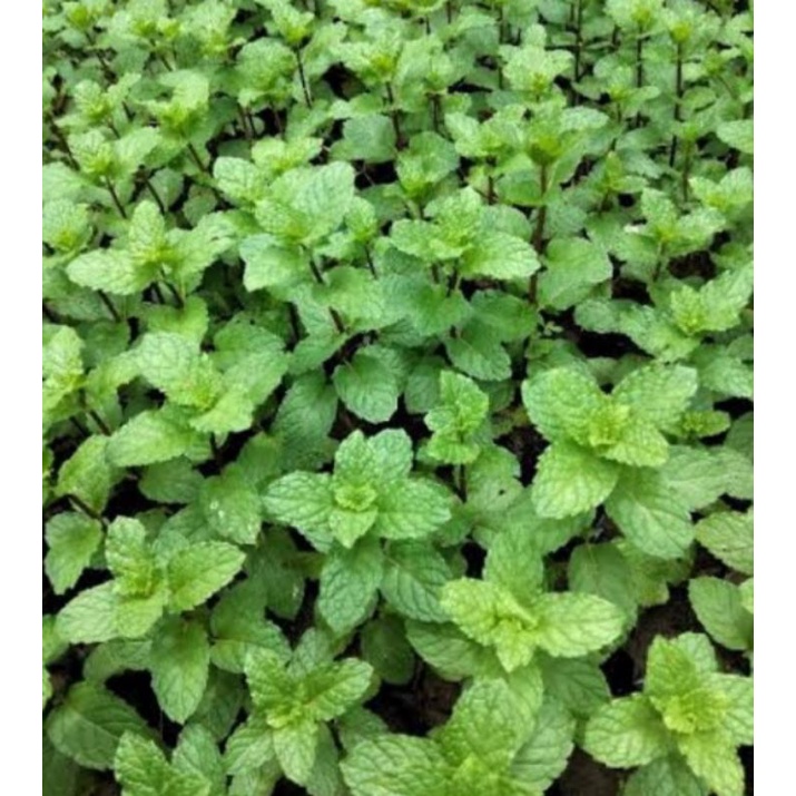 

Daun Mint/Peppermint Fresh 500 gram