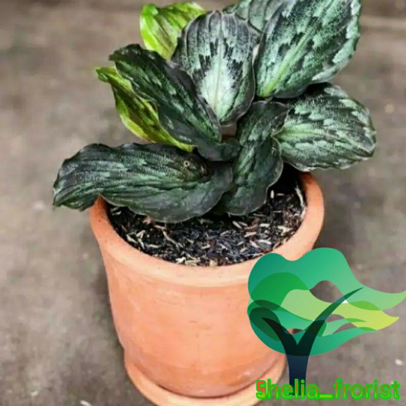 

Calathea maranta/coklat,kencur