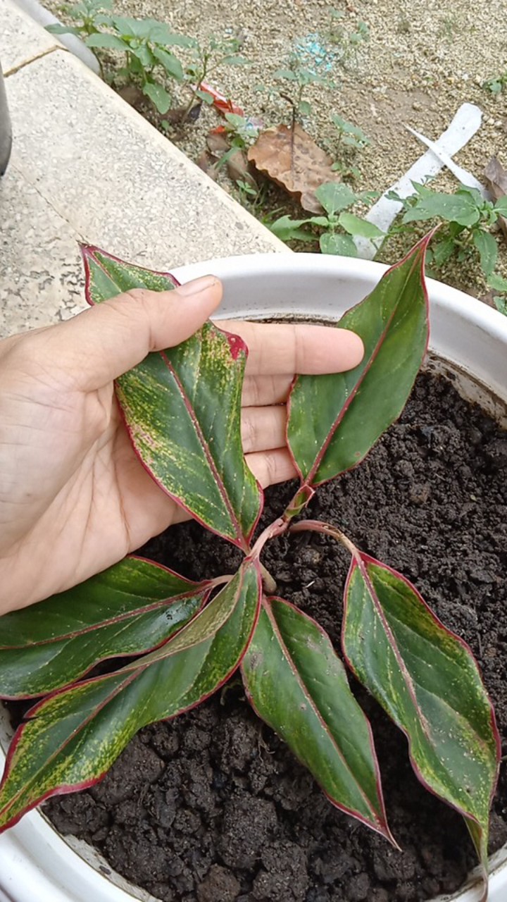 Best Seller, Aglonema Lipstik. Eceran/grosir. Terjangkau