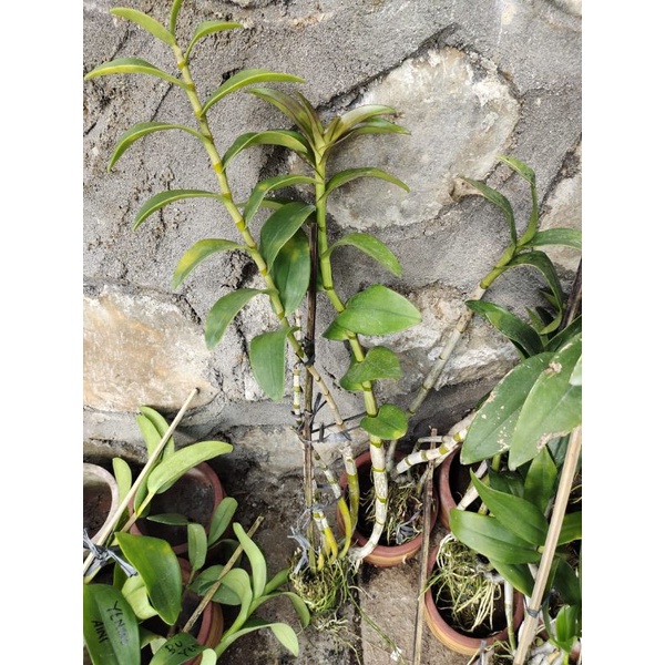 Dendrobium kriting dewasa no id
