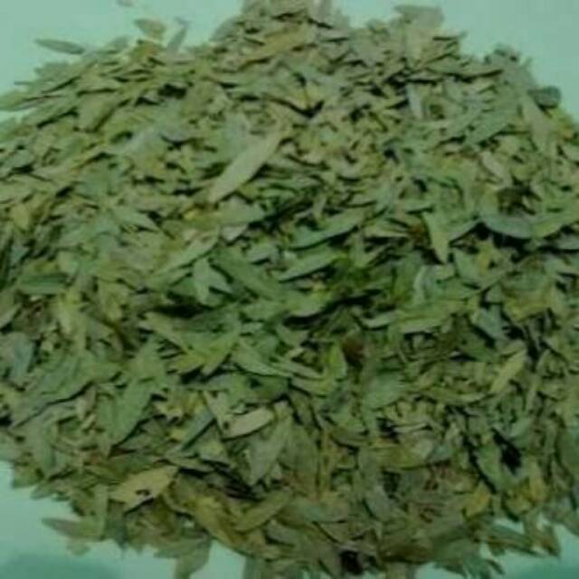 

Daun katuk kering