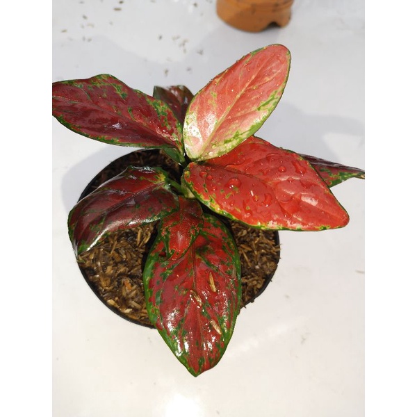 aglaonema black maroon