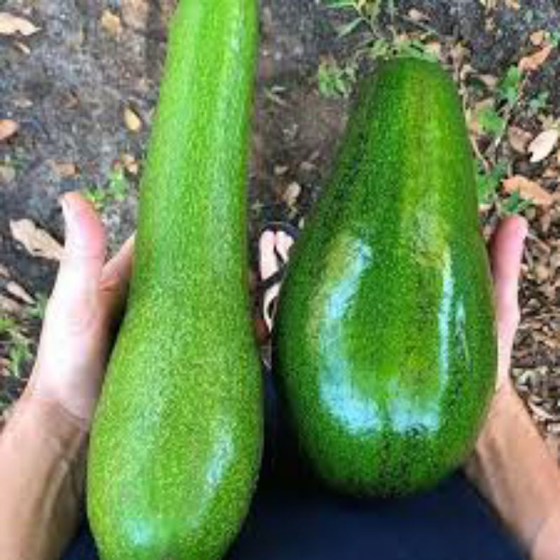 Bibit alpukat Aligator super / bibit alpukat aligator jumbo - WISATA AGROTANI