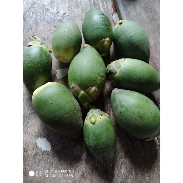 

Buah Pinang Muda/Jambe Muda 250 gram Untuk Meningkatkan Gairah Dan Stamina Pria