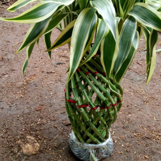 Tanaman bambu hoki varigata