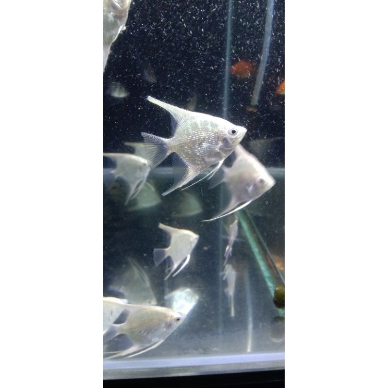 

ikan Hias manfish platinum