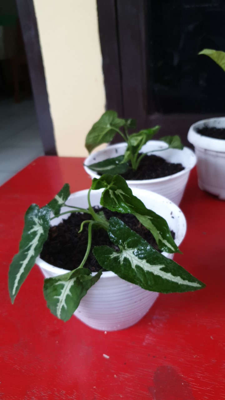 Tanaman Hias Syngonium Rayi