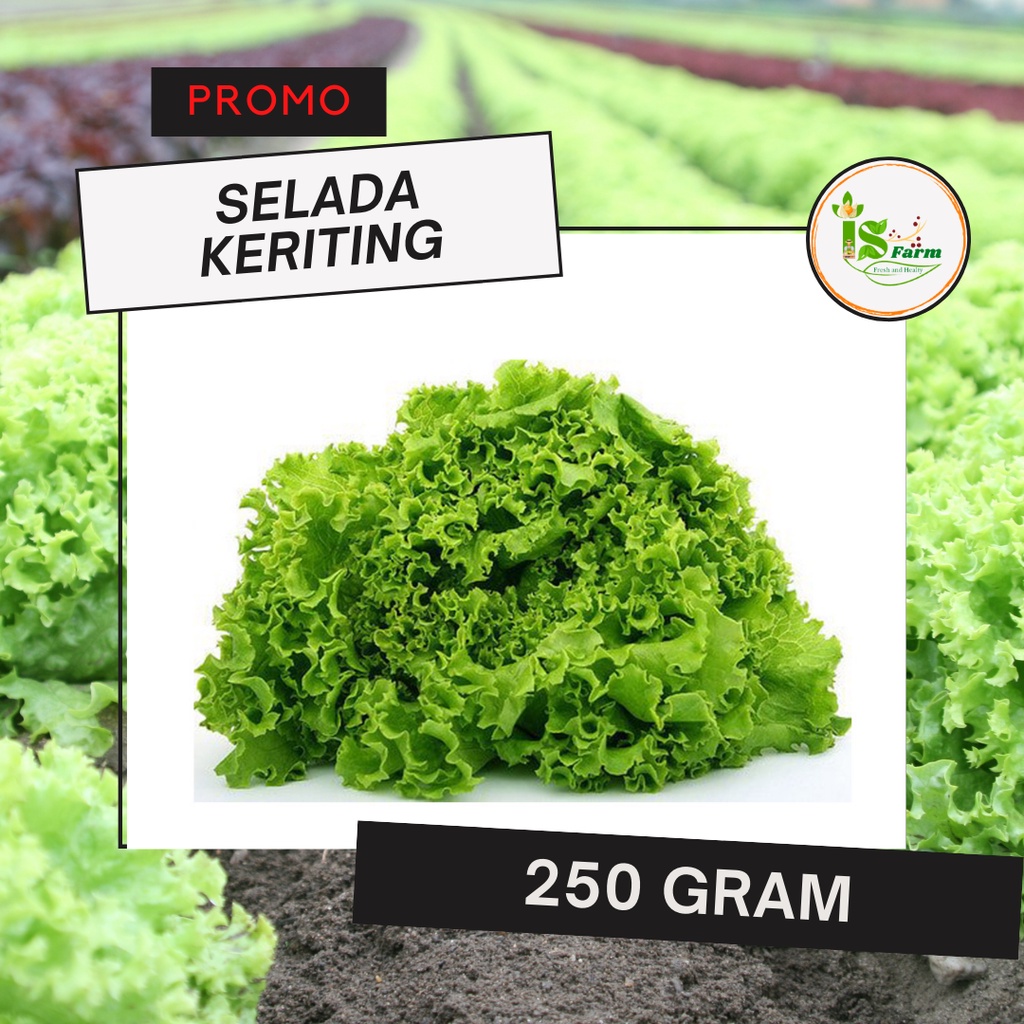 

Selada keriting 250 gram