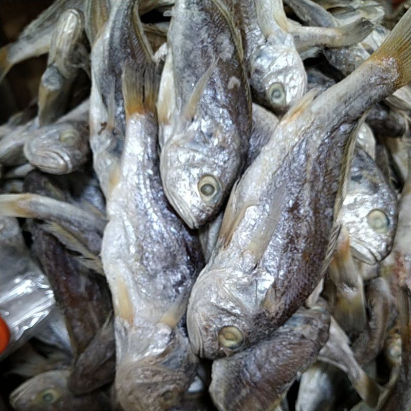 

ikan asin kepala batu