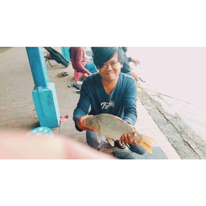 ESSEN IKAN NILA ESSENCE IKAN MAS ESSEN IKAN MAS UMPAN IKAN NILA JITU JEDUD