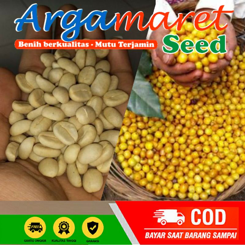 ( 100 Biji ) Benih Kopi Yellow Bourbon | Bibit Kopi Arabica Yellow Bourbon