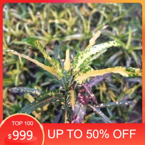 tanaman hias/puring lele pohon puring lele