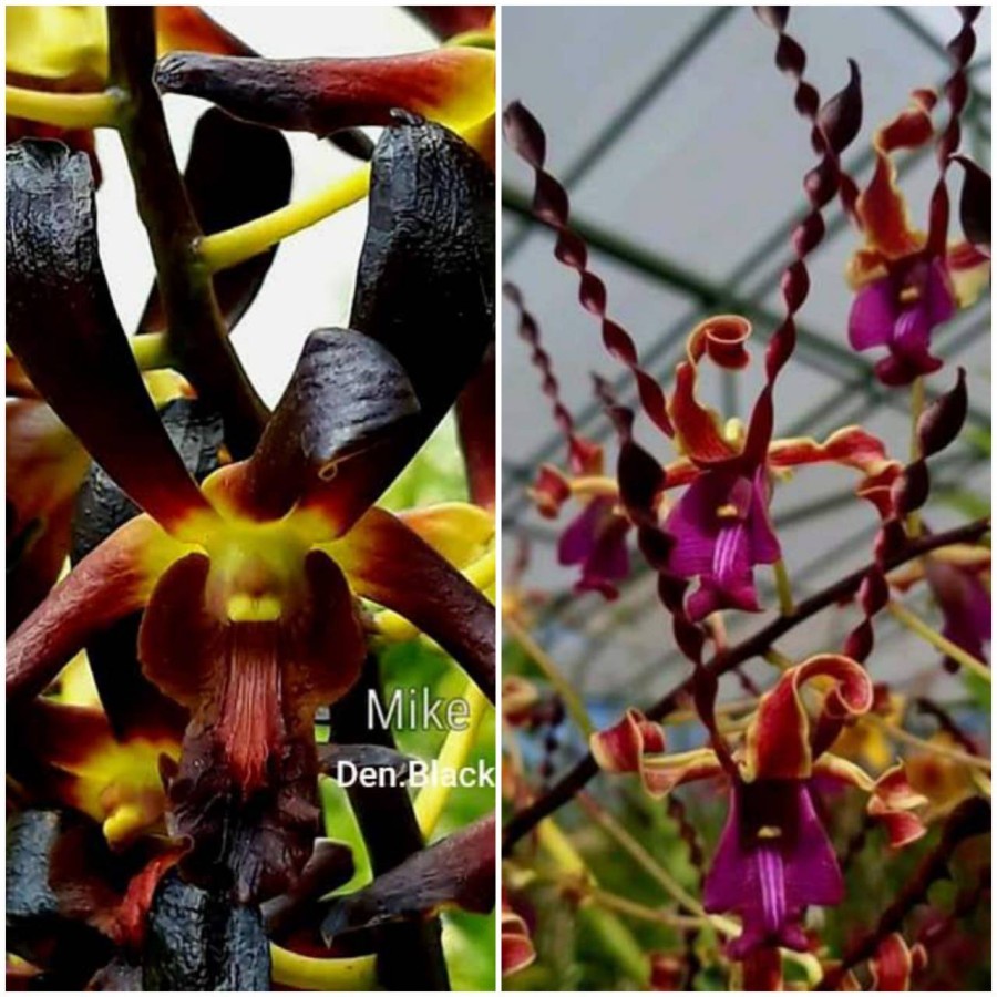 Seedling Anggrek Dendrobium Black Spider x Danish