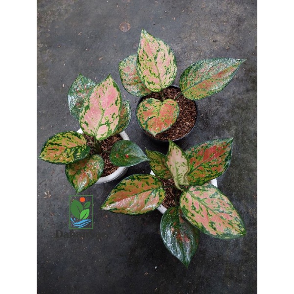 Aglonema Dud Gold Remaja