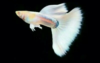 Pompa Air Micro Submersible Mini Dc 5v 2-3l / Min Untuk Akuarium Ikan