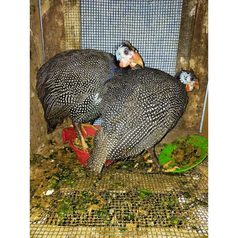 

SEPASANG AYAM MUTIARA