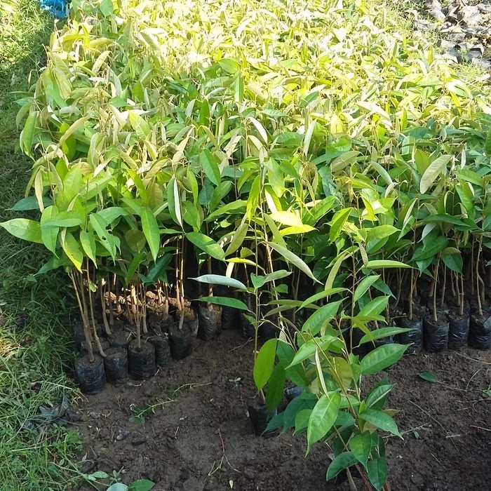 

bibit durian sedling dpt 5