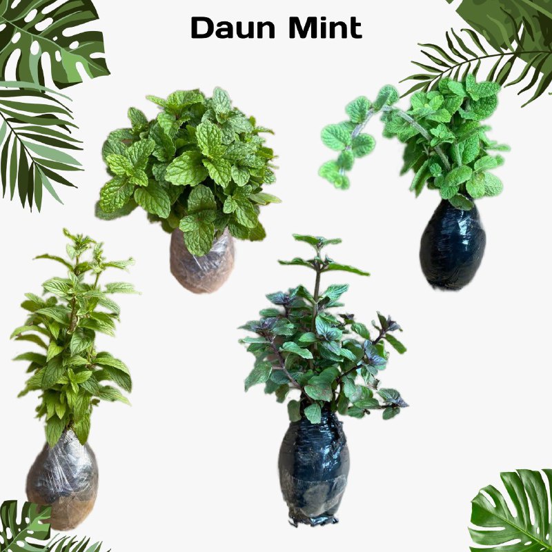 Bibit Tanaman Daun mint Hidup (RIMBUN) untuk Infuse Water herbal - Tanaman Hidup Rempah Daun Mint Organik Tersedia 8 Jenis Varian wangi