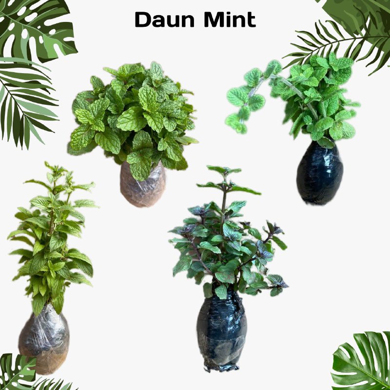 Bibit Tanaman Daun mint Hidup (RIMBUN) untuk Infuse Water herbal - Tanaman Hidup Rempah Daun Mint Organik Tersedia 8 Jenis Varian wangi