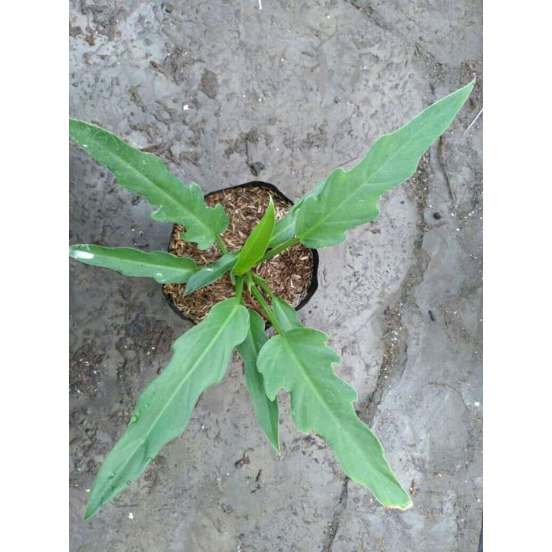 BIBIT ANTORIUM GELOMBANG CINTA