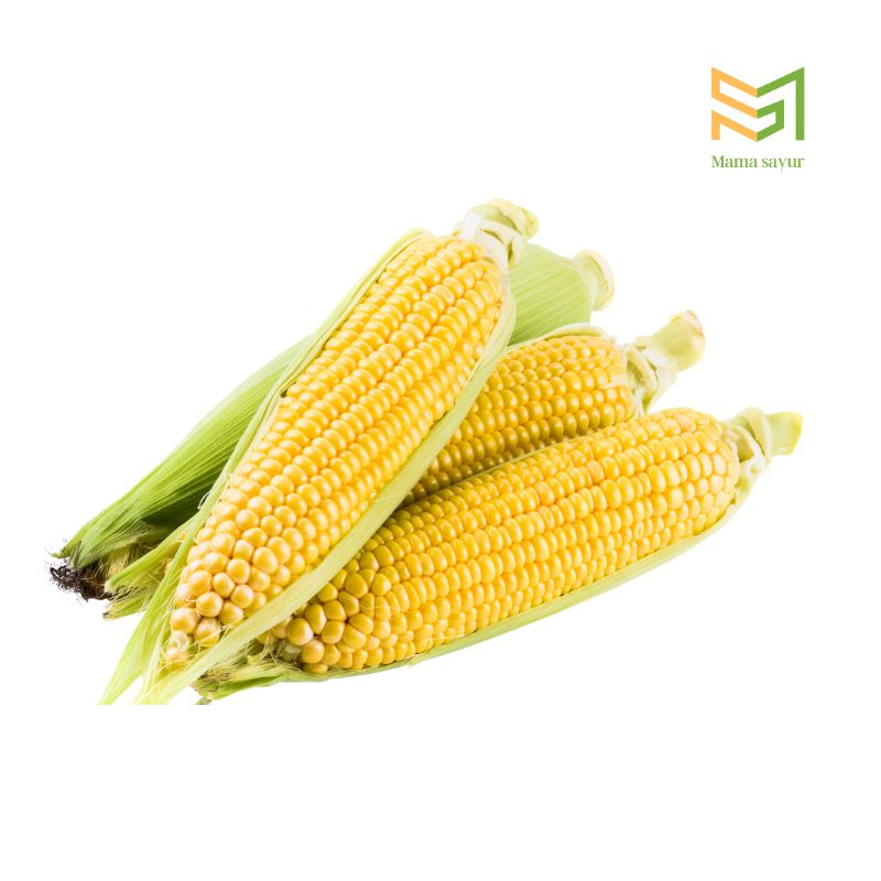 

Jagung manis segar per buah