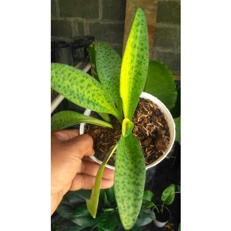 lidah katak varigata kuning