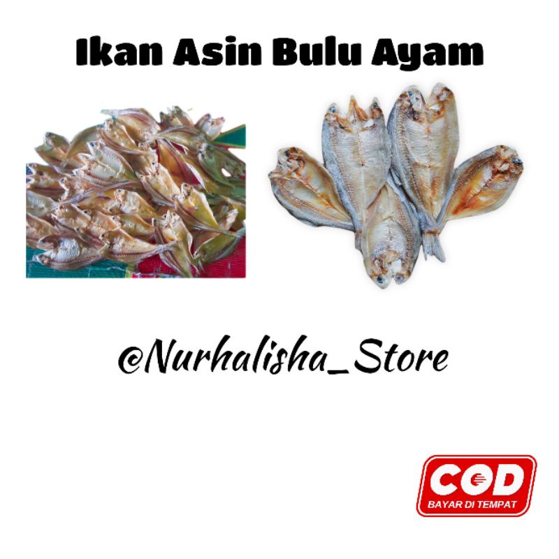 

ikan asin bulu ayam atau ikan kerupuk gurih