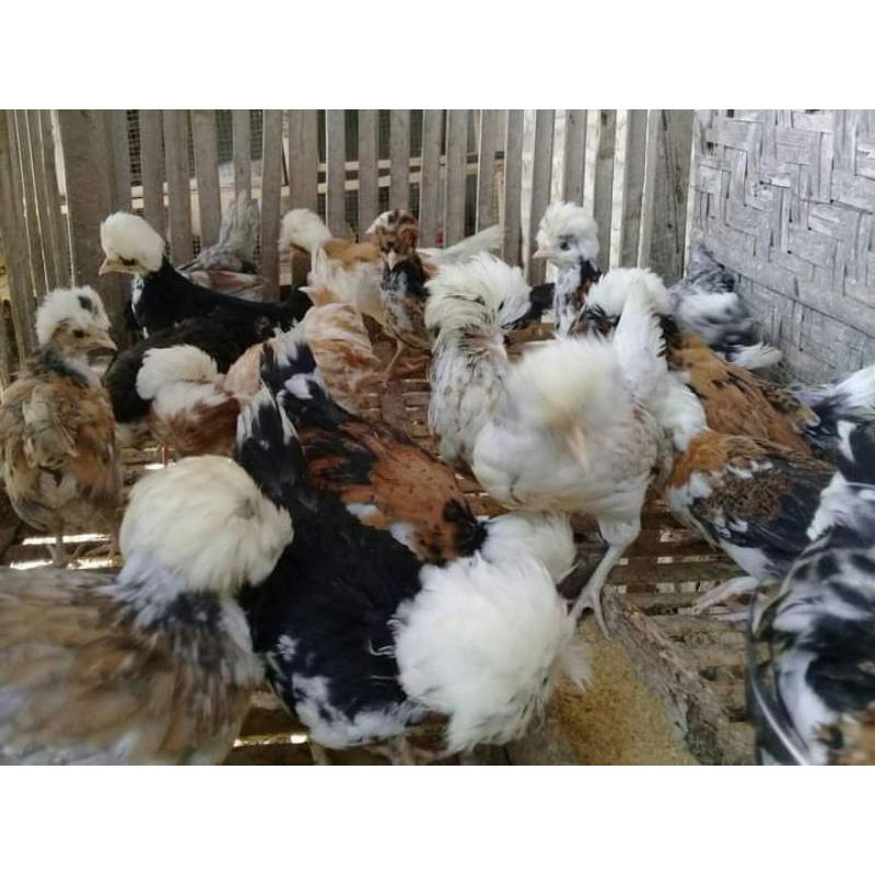 Anak Ayam Polan Jambul Anakan Ayam Hias Poland Polandia Bandung