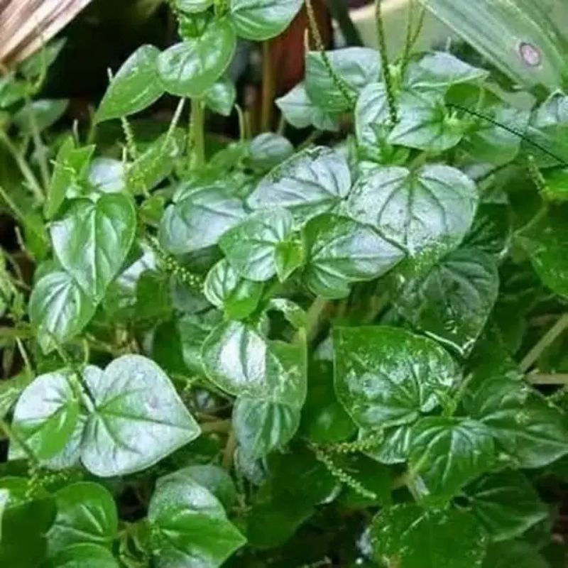 

DAUN KETUMPANG ATAU SIRIH CINA KEMASAN 500 grm