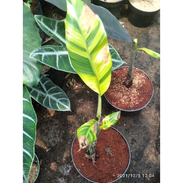 pisang kepok varigata(REKBER)