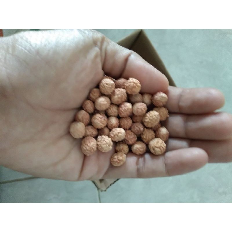 biji bidara arab bercangkang 1kg
