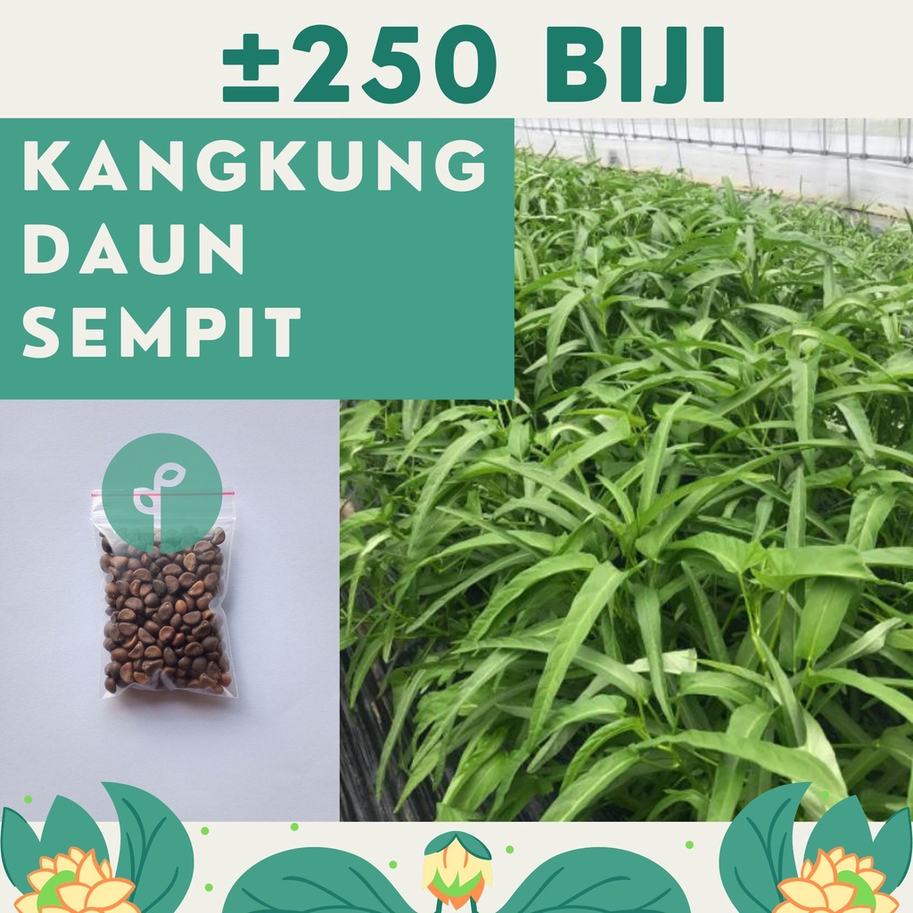 Bibit Sayuran Benih Sayur Paket Lengkap Hidroponik Kangkung Bayam Cabe Sawi Selada Terong Tomat dll-KANGKUNG DAUN SEMPIT