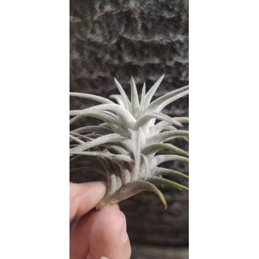 Tillandsia Ionantha Vanhyningii