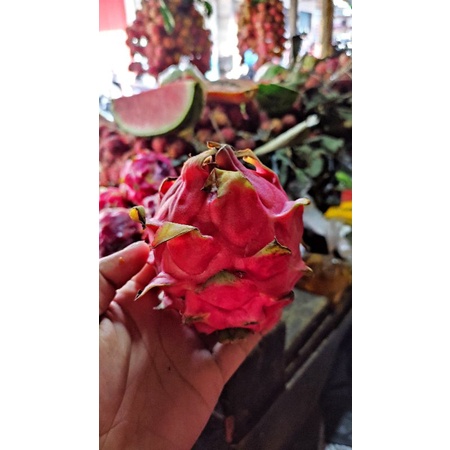 

Buah Naga