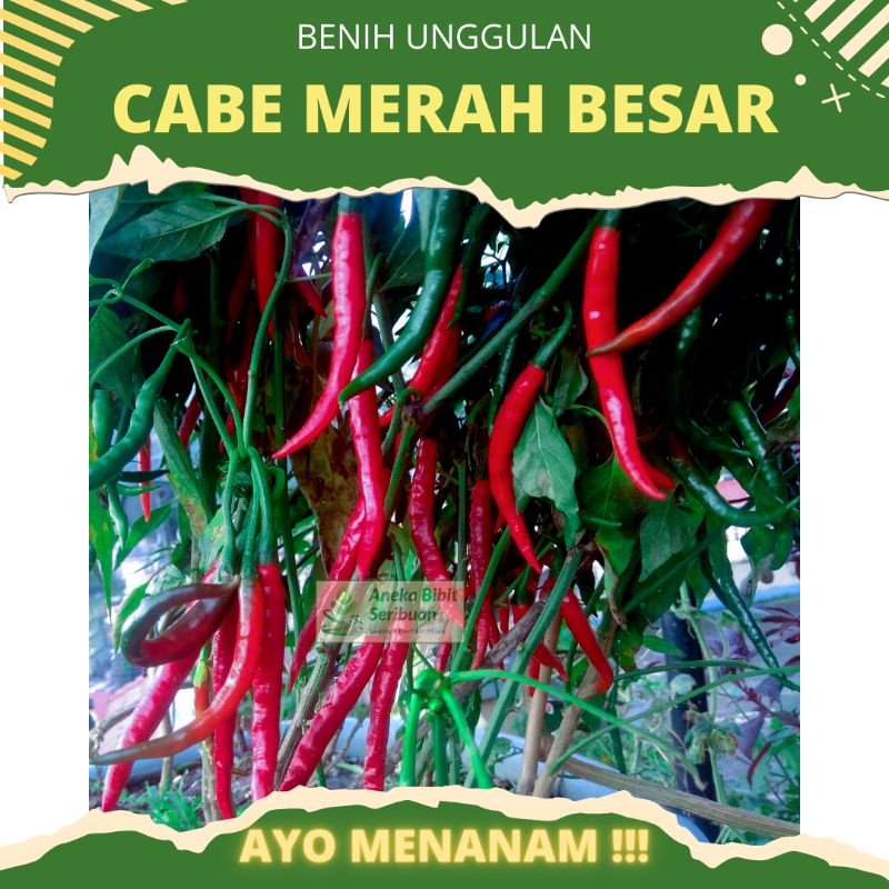 30 biji - Benih Cabe Merah Besar unggulan benih sayuran buah cabe