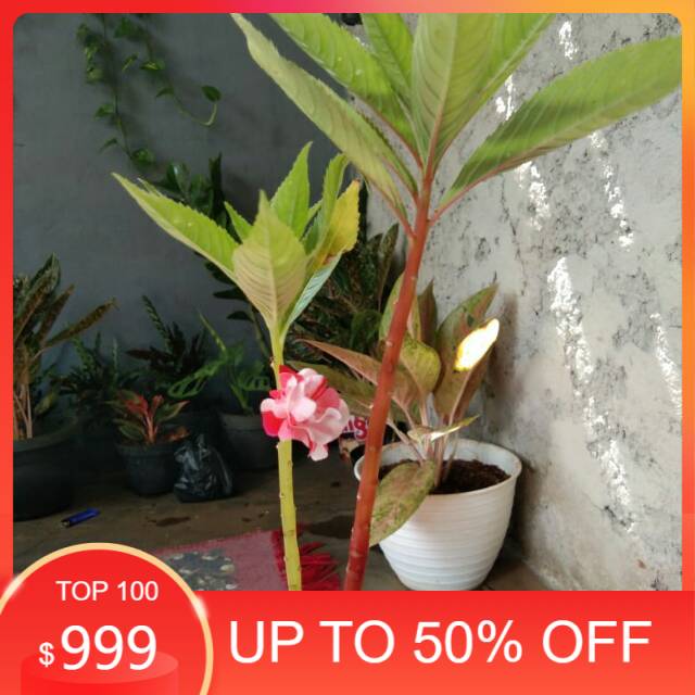 Tanaman hias pacar air - pacar air - bibit tanaman - tanaman hias