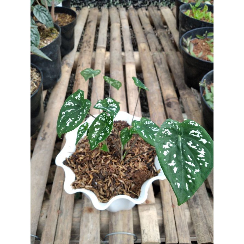 tanaman hias syngonium liliput - syngonium mini
