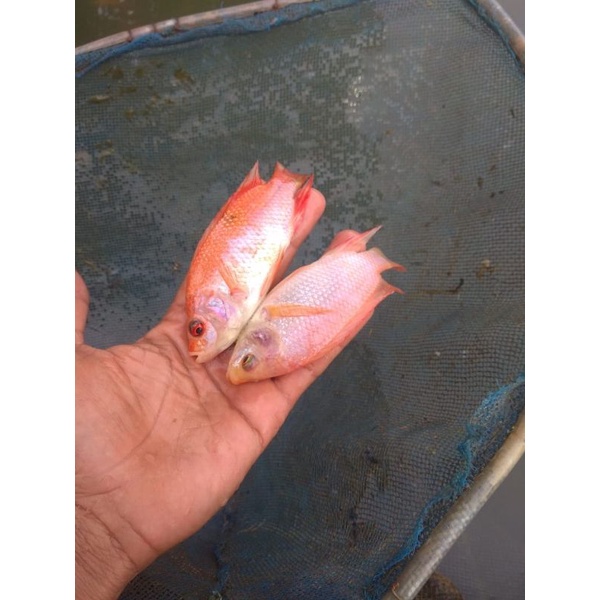 paket bibit ikan nila gesit warna isi 50 ekor ukuran 3 jari full