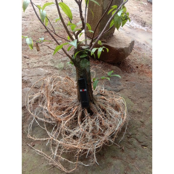 BONSAI anting putri program akar batang besar