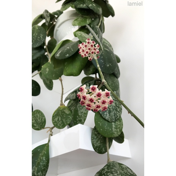 tanaman hias hoya obovata splash