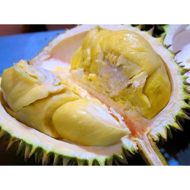 Ju@L Bibit Tanaman Buah Durian Montong
