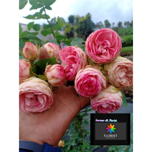 Mawar rambat import lovely rokoko/mawar mangkok