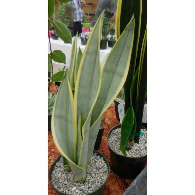 Sansevieria trifasciata laurentii silver / Sansevieria Stoper