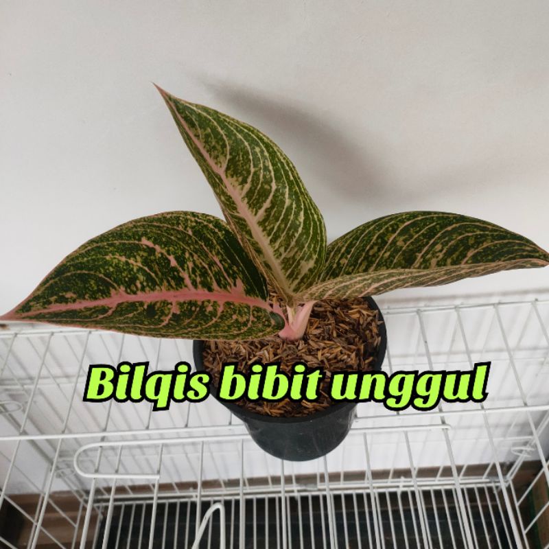 Bunga aglonema mutiara koleksi