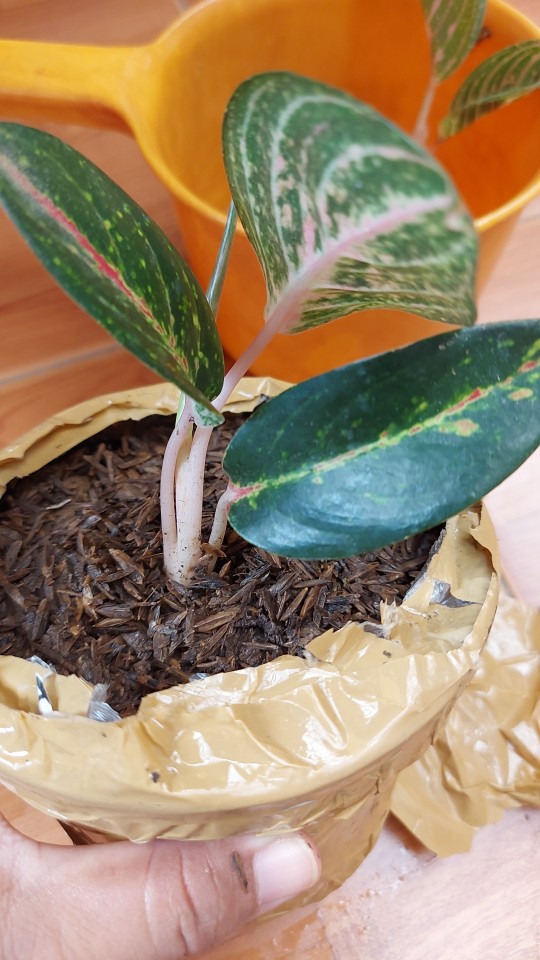 Aglonema Hot Lady