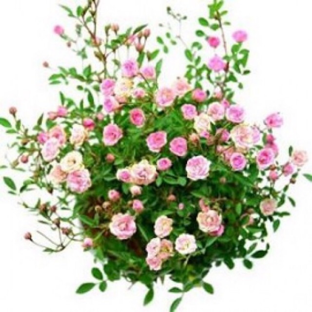 bibit tanaman bunga hias mawar baby barbie