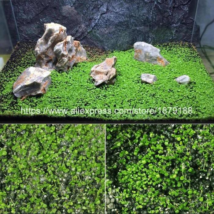 Unik Bibit Rumput Air Dekorasi Aquarium Landscape Ornament Big Fescue - Limited