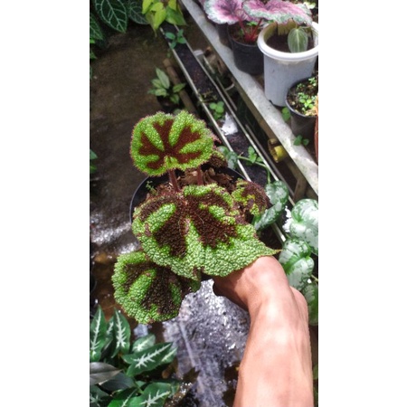 Tanaman Hias Begonia Tapak Macan