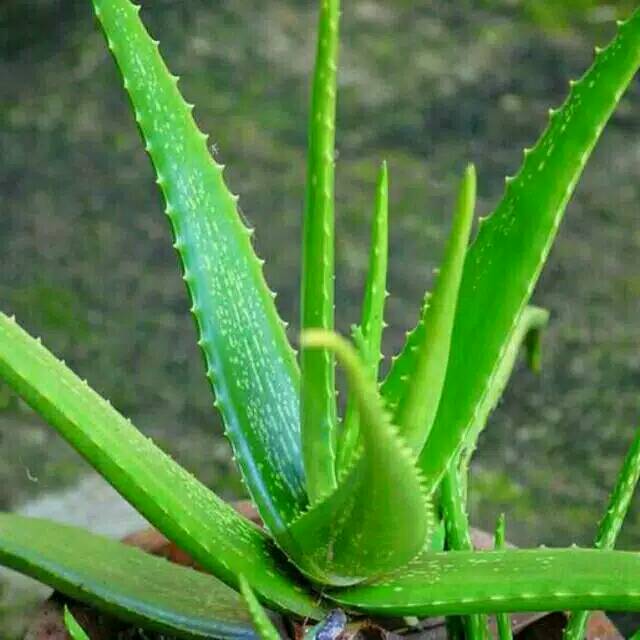 BISA COD Tanaman bunga hidup lidah buaya aloevera