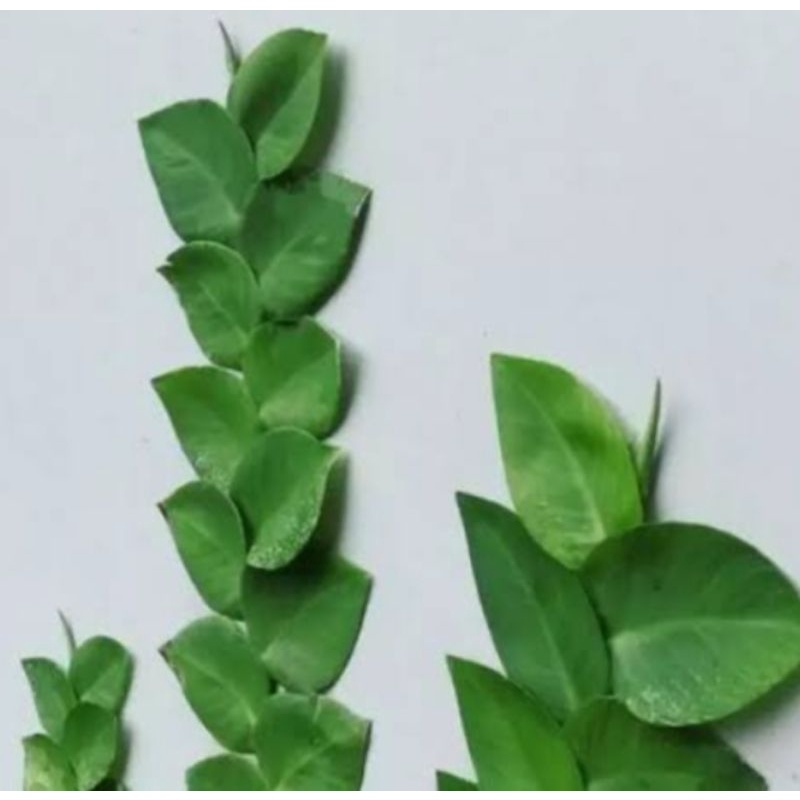 tanaman hias hidup merambat pohon Dolar berdaun besar cantik murah